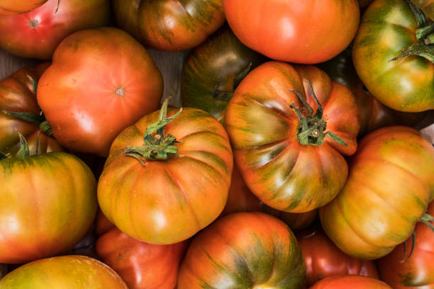 istock Yellow  tomatoes background. Group of tomatoes, top view