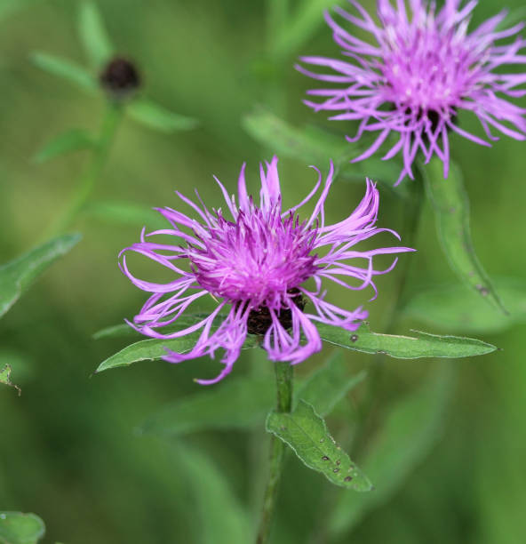 istock closeup Centaurea scabiosa (greater knapweed) flower blooming in summer on meadow 982533350