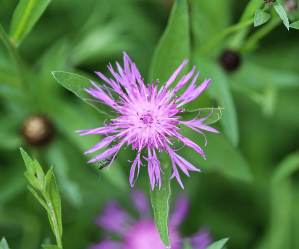 istock closeup Centaurea scabiosa (greater knapweed) flower blooming in summer on meadow 982533372