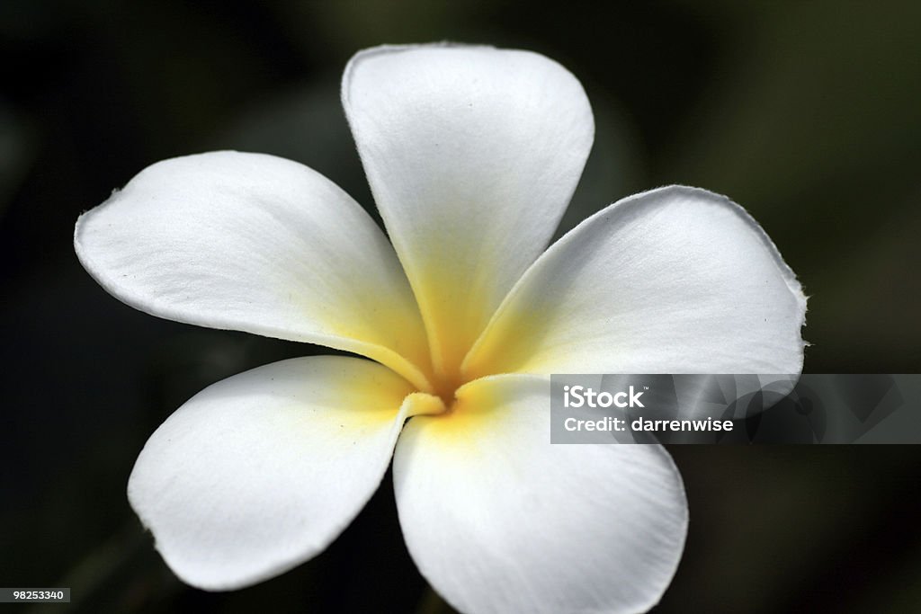 Single flower  Beauty Stock Photo