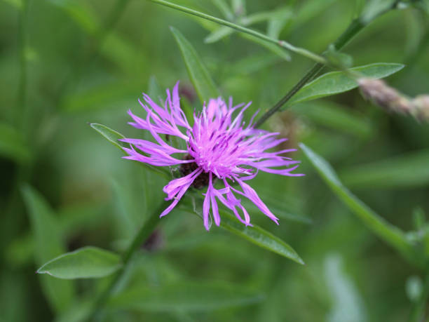 istock closeup Centaurea scabiosa (greater knapweed) flower blooming in summer on meadow 982533430