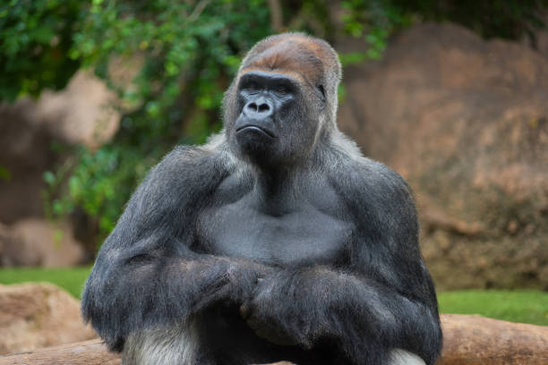 retrato de um gorila de baixa altitude oeste - gorilla west monkey wildlife - fotografias e filmes do acervo