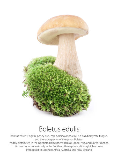 Small mushroom in the moss. Autumn season in the forest. Sun beams and blur background
