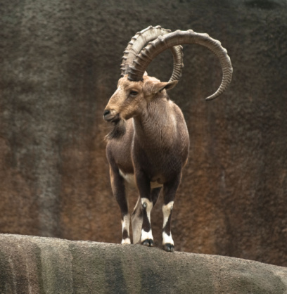 Huge full grown male Capra Alpine Ibex, Steinbock, Capricorn by a mountain lake in Wildlife, Austria. Nikon Z7ii. Converted from RAW.