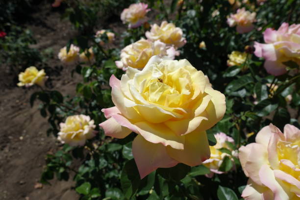 gros incurvés fleurs de jardin rose (madame a. meilland cultivar) - hybrid tea rose photos et images de collection