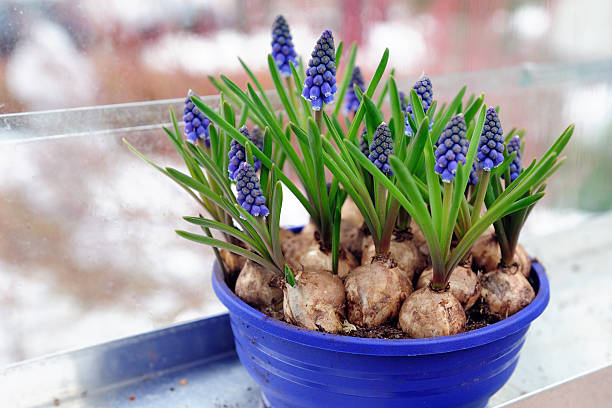 muscari ignorato in un vaso da fiori - bulbous plant foto e immagini stock