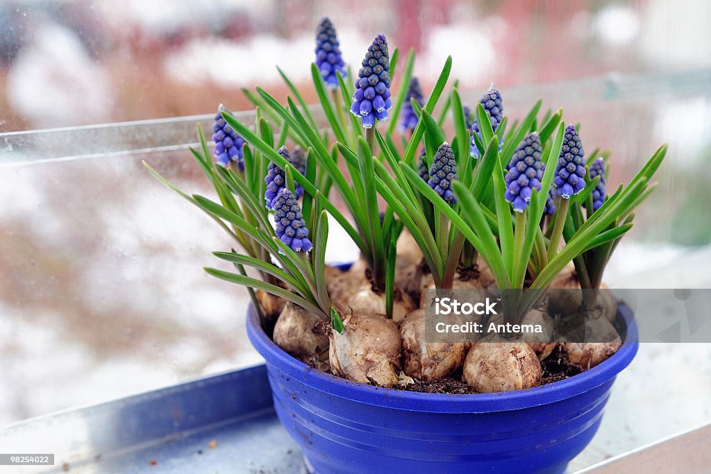 Grape hyacinth in a flower pot  Plant Bulb Stock Photo