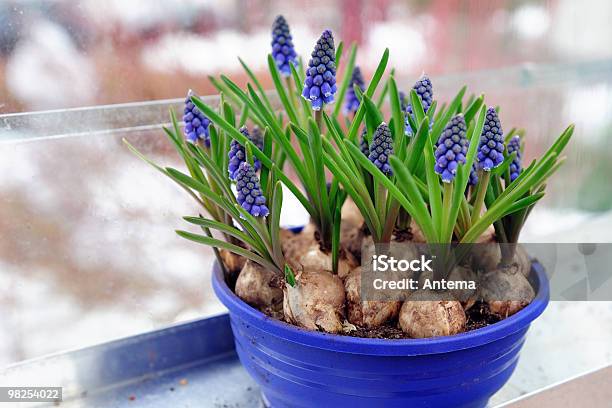 Grape Hyacinth In A Flower Pot Stock Photo - Download Image Now - Plant Bulb, Grape Hyacinth, Flower Pot