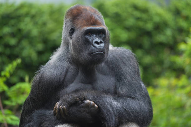 retrato de um gorila de baixa altitude oeste - gorilla west monkey wildlife - fotografias e filmes do acervo