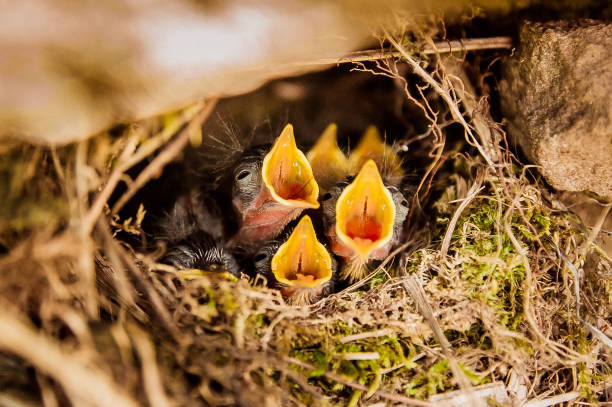 five baby birds are screaming in the nest - cheeper imagens e fotografias de stock