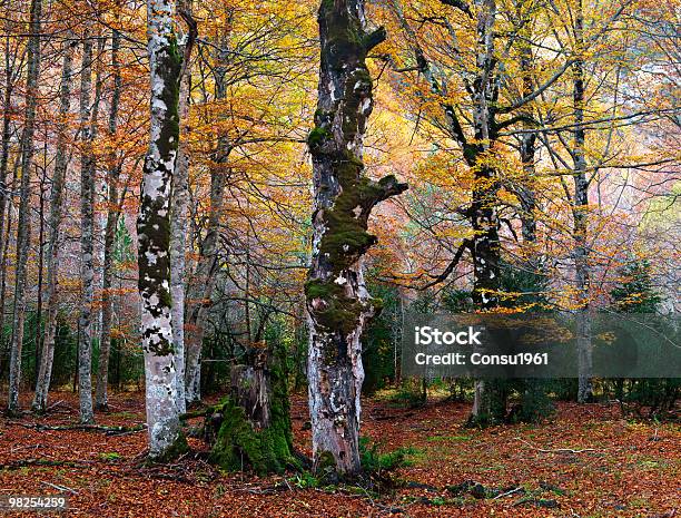 Otoño Foto de stock y más banco de imágenes de Otoño - Otoño, Parque Nacional de Ordesa, Amarillo - Color