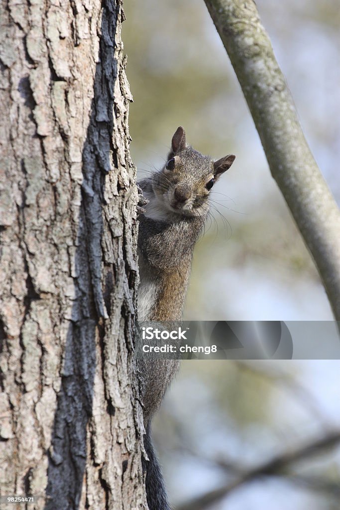 Squirrel climbing a tree, New Orleans, Louisiana  Animal Stock Photo