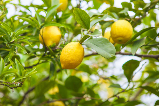 istock Lemon. Ripe Lemons hanging on tree. Growing Lemon 982545388