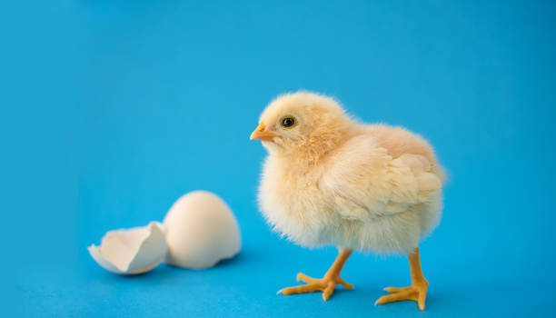 recém-nascido galinha amarela e os ovos partidos - young bird baby chicken poultry chicken - fotografias e filmes do acervo
