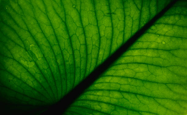 istock texture of a green tropical leaf 982553998