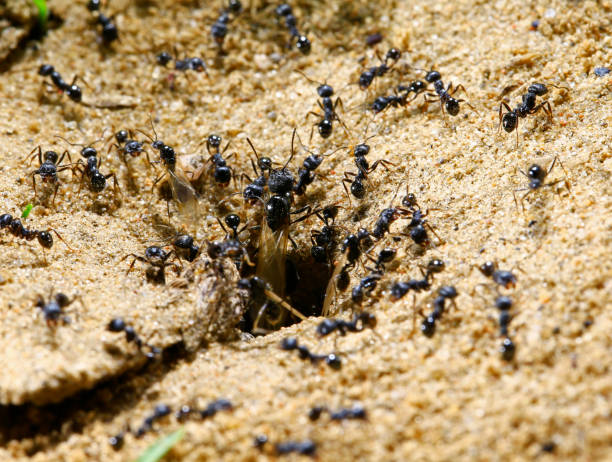 istock black ants on wood 982555354