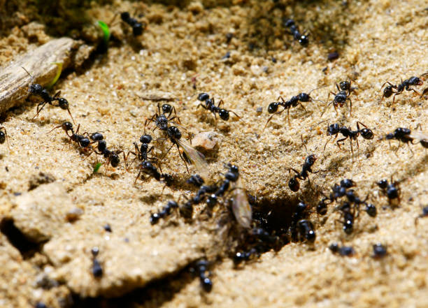 istock black ants on wood 982556102