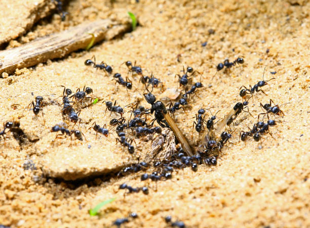 istock black ants on wood 982556392