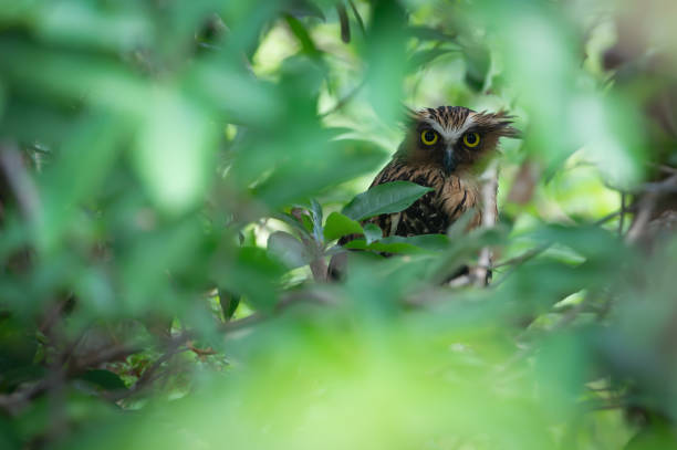 Curious Buffy Fish Owl Buffy Fish Owl (Ketupa ketupu) or Malay fish owl, female bird in dense swamp forest habitat, looking at camera with curiosity, Reserved swamp forest Area, Phatthalung, Southern Thailand. Curious Buffy Fish Owl phatthalung province stock pictures, royalty-free photos & images