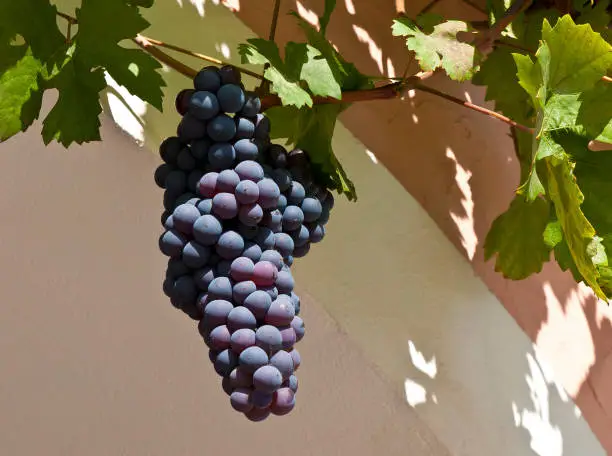 Red Wine grapes in front of old house. Wachau (Spitz), Lower Austria