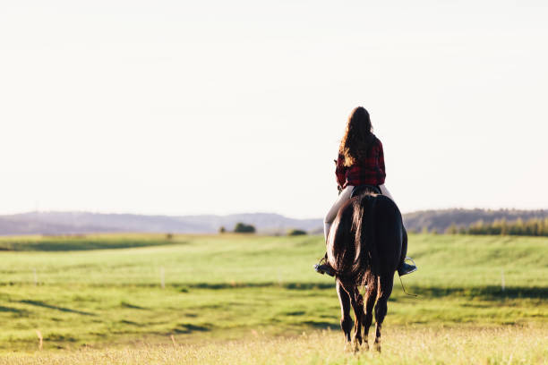 junges mädchen saß auf einem bucht pferd reiten auf dem feld. - horse beauty beauty in nature women stock-fotos und bilder