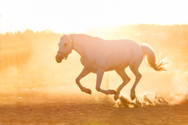 istock White horse running on the sand in the sunset. 982565336