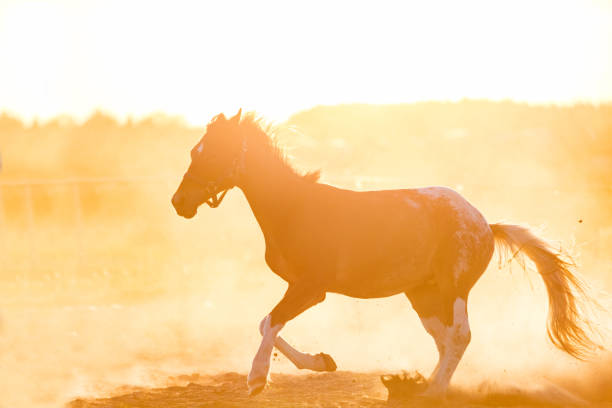 istock Dark purebred horse gallopading on the sand 982565356