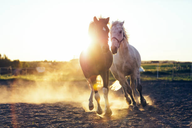 istock White and dark horse gallopading in the sand 982565358