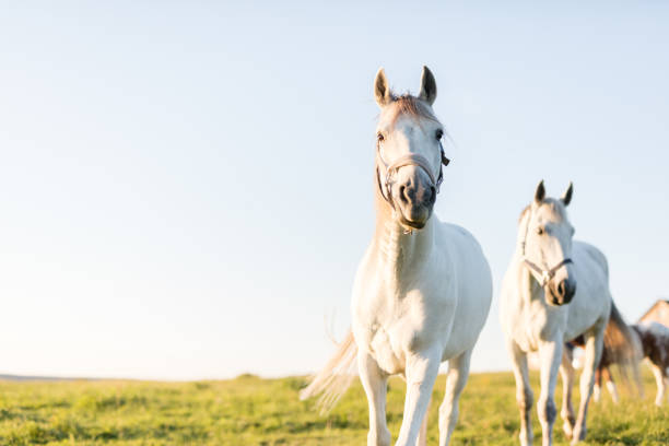 Two white horses trotting ahead on the green grass field. Animals and nature. Sunset.
