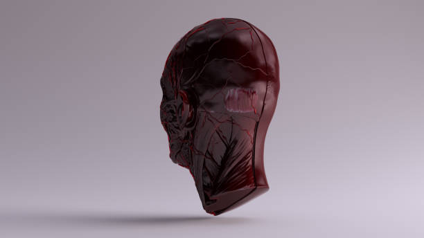 istock Red Transparent Anatomical Ecorche Human Head 982565524