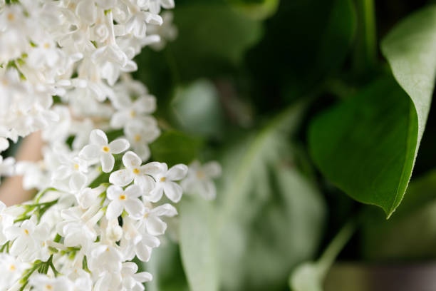 istock Snow-white lilac flowers. Delicate flowers. 982569234