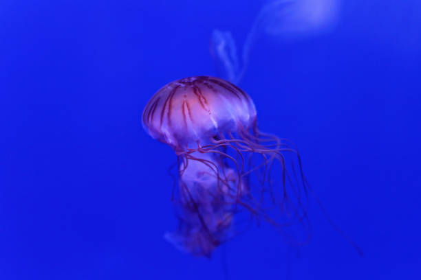 istock Purple Striped Jelly 982570060