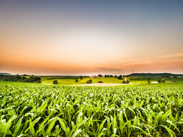 istock Gorgeous panoramic farm or agricultural scene with a corn field in the foreground and rolling hills with a cow pasture and barns along the orange colored sky horizon. 982571374