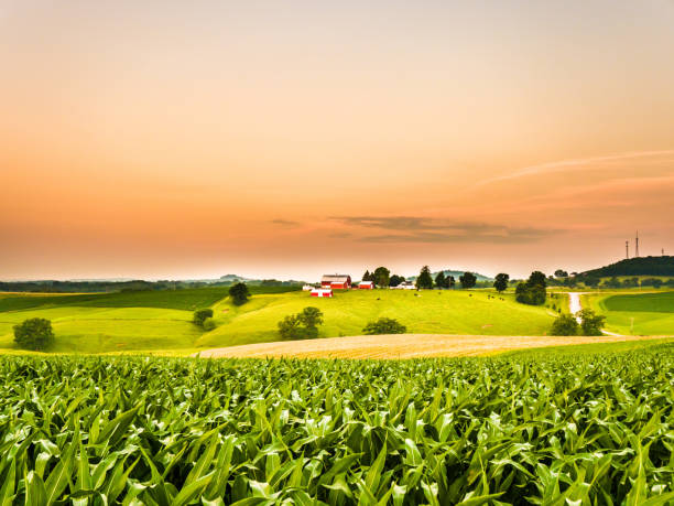 istock Gorgeous panoramic farm or agricultural scene with a corn field in the foreground and rolling hills with a cow pasture and barns along the orange colored sky horizon. 982572236