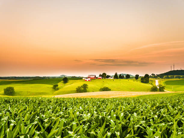 Gorgeous panoramic farm or agricultural scene with a corn field in the foreground and rolling hills with a cow pasture and barns along the orange colored sky horizon. stock photo