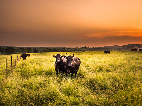 A male bull and female beef cow stand in a green grass pasture early in the morning as the sun rises over the horizon beyond producing gorgeous orange colored painted sky.