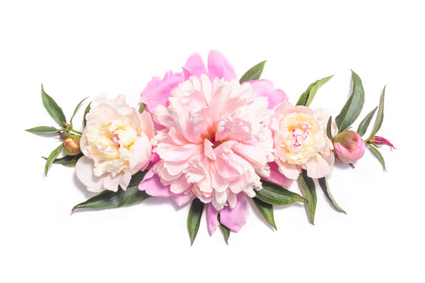 istock Floral composition with pink peony flowers on white 982575090
