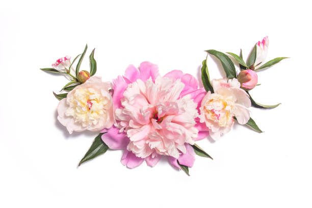 istock Floral composition with pink peony flowers on white 982575212