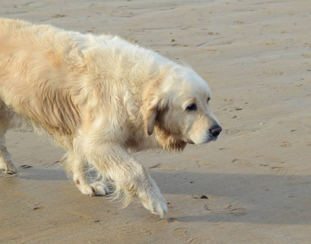 istock Wet golden Retriever on the beach 982576338