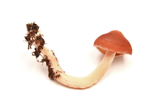 istock Leratiomyces ceres mushroom 982588772