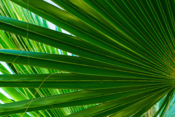 istock Macro of Palm Leaf Detail 982588966