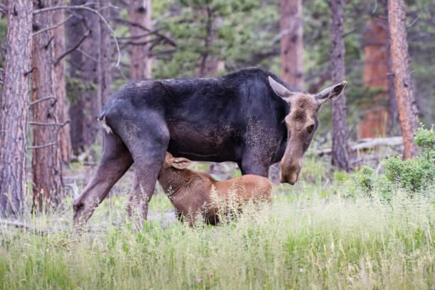 Moose Cow Nursing Her Baby - Shiras Moose of The Colorado Rocky Mountains Wild Shiras Moose in the Rocky Mountains of Colorado. Nursing Calf bull pine stock pictures, royalty-free photos & images