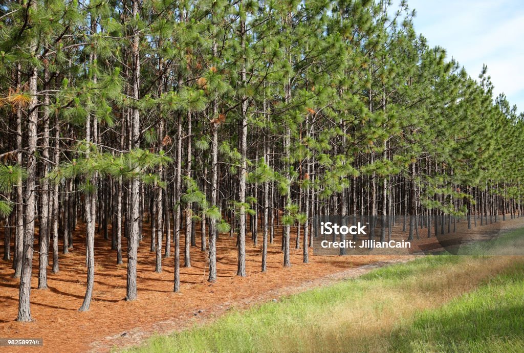 Line of pine trees A grove of pine trees growing in a straight line near a main road in Georgia. Pine Tree Stock Photo
