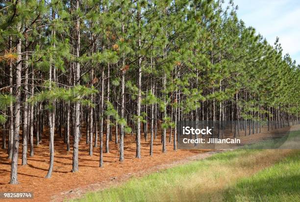 Line Of Pine Trees Stock Photo - Download Image Now - Pine Tree, Forest, Timber