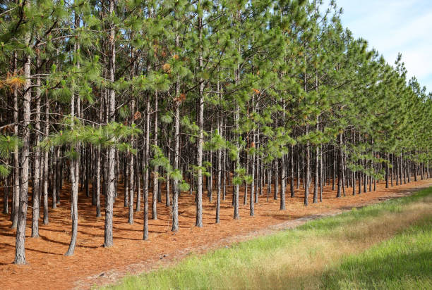 line of pine trees - pine tree loblolly pine loblolly forest imagens e fotografias de stock