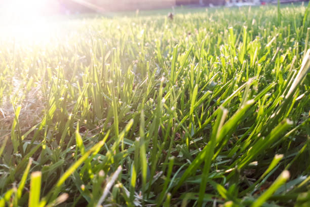 istock green grass. The sun's rays in the background 982589756