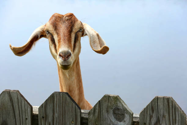 Goat with floppy ears stock photo