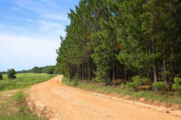 Curved farm road Curved dirt road with farmland on the left and tall pine trees on the right in rural Georgia, USA. georgia country photos stock pictures, royalty-free photos & images