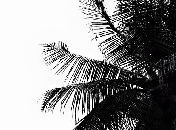 istock Palm leaves isolated  on white background with copy space 982592894