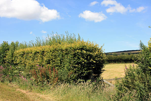 Farmland stock photo